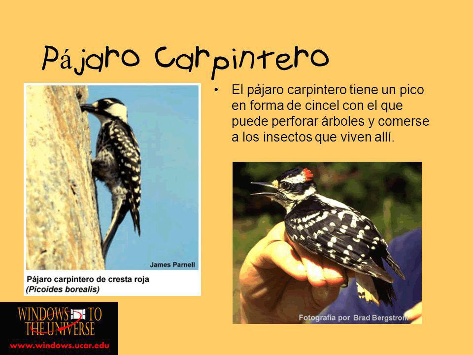 Pájaro Carpintero El pájaro carpintero tiene un pico en forma de cincel con el que puede perforar árboles y comerse a los insectos que viven allí.