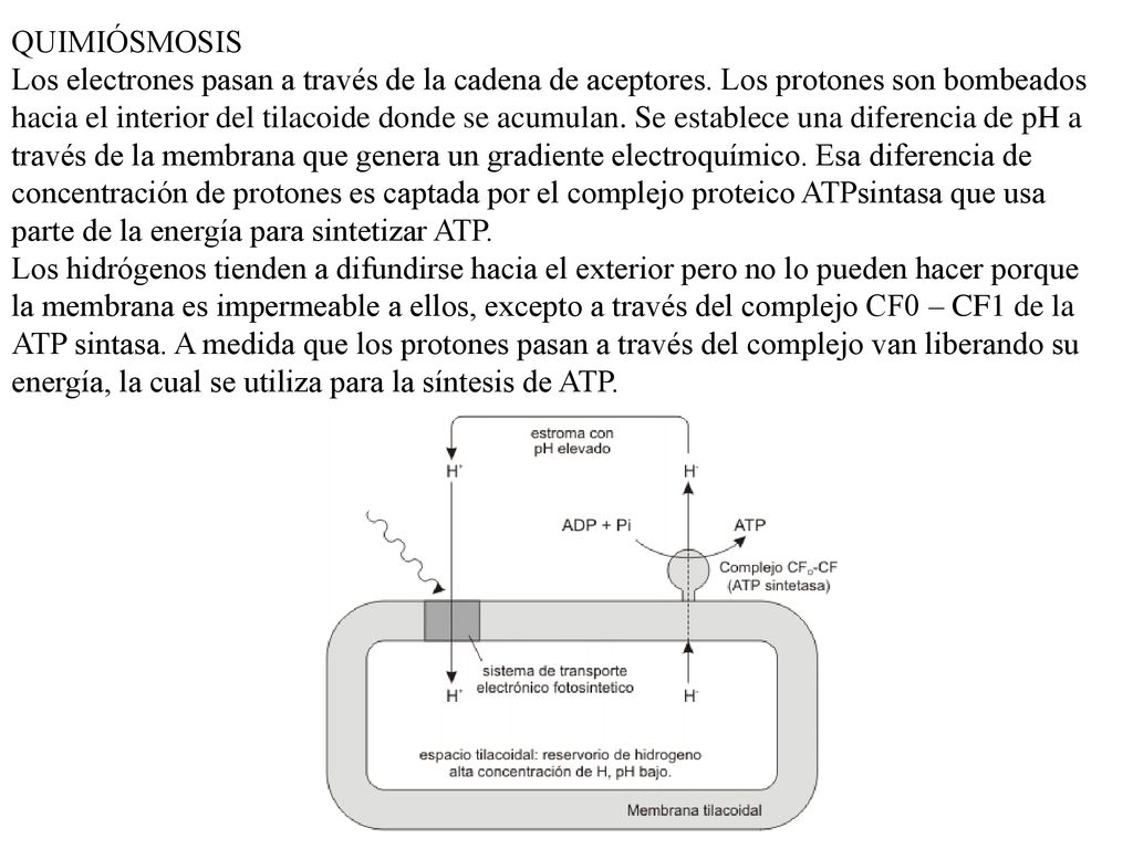 QUIMIÓSMOSIS Los electrones pasan a través de la cadena de aceptores. Los protones son bombeados.