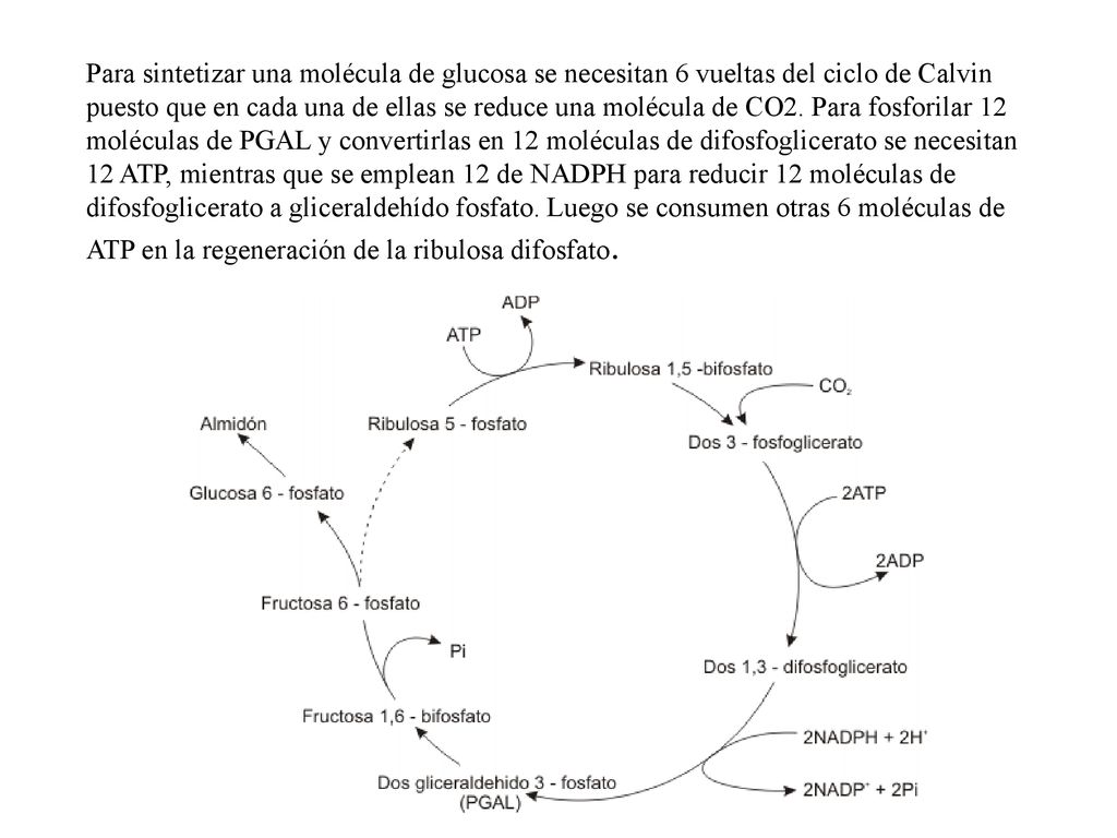 Para sintetizar una molécula de glucosa se necesitan 6 vueltas del ciclo de Calvin puesto que en cada una de ellas se reduce una molécula de CO2.