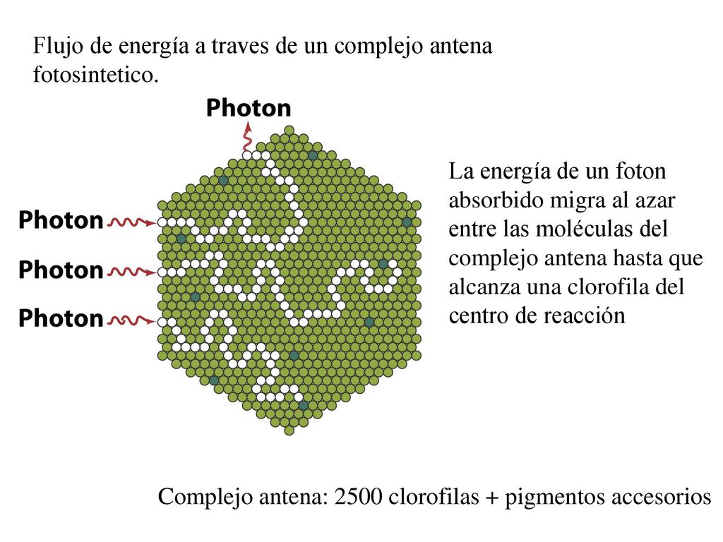 Flujo de energía a traves de un complejo antena fotosintetico.