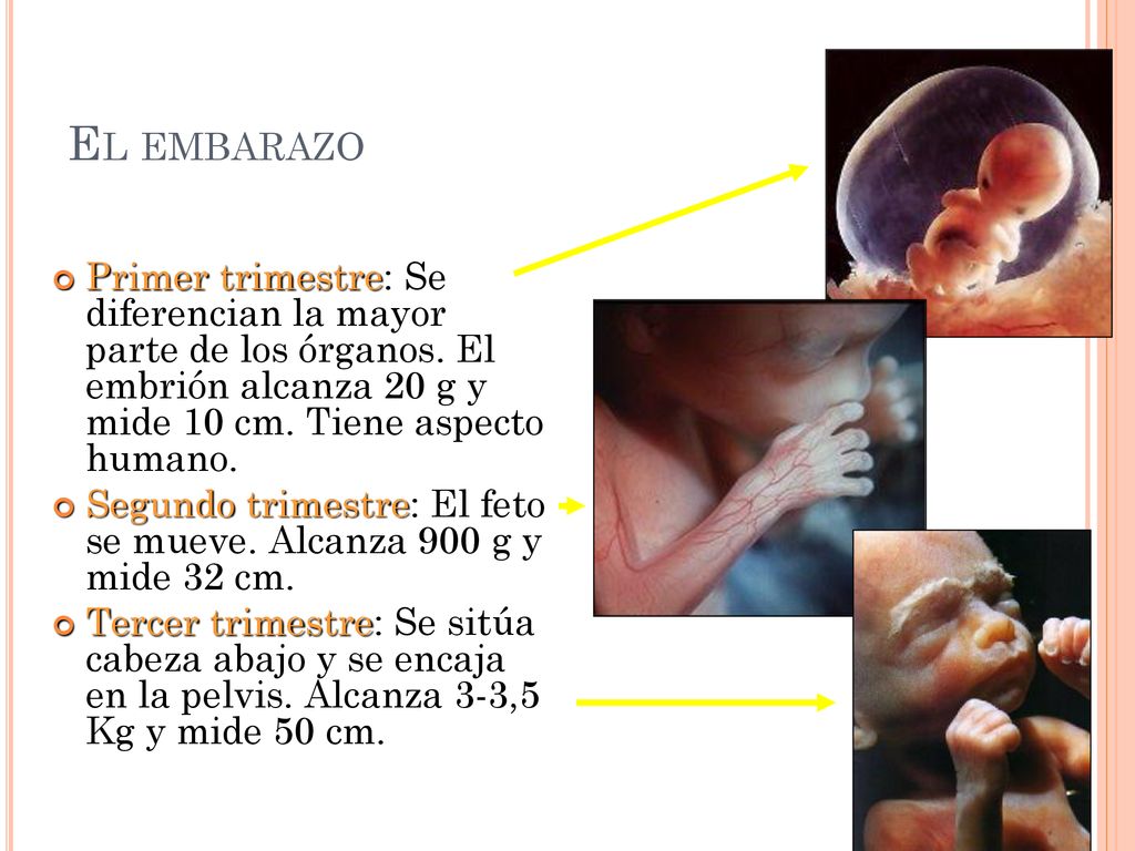 El embarazo Primer trimestre: Se diferencian la mayor parte de los órganos. El embrión alcanza 20 g y mide 10 cm. Tiene aspecto humano.