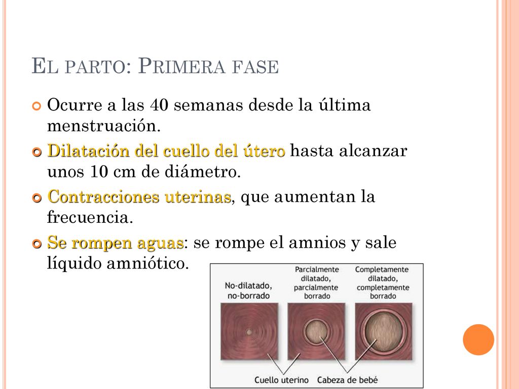El parto: Primera fase Ocurre a las 40 semanas desde la última menstruación.