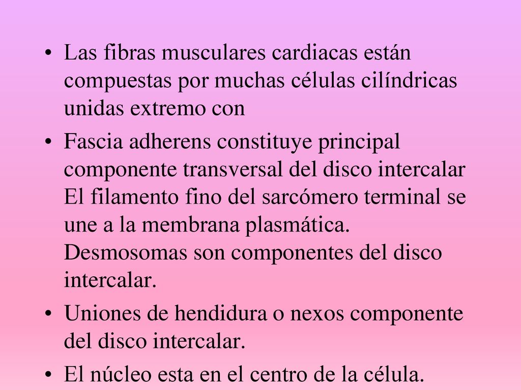 Las fibras musculares cardiacas están compuestas por muchas células cilíndricas unidas extremo con
