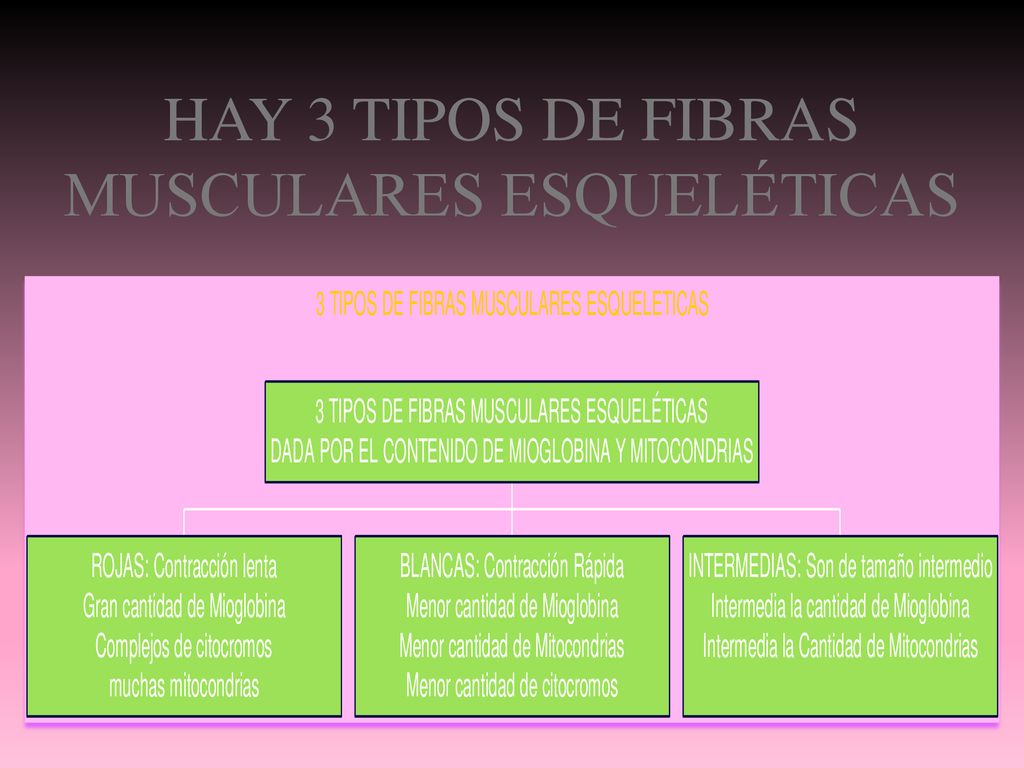 HAY 3 TIPOS DE FIBRAS MUSCULARES ESQUELÉTICAS