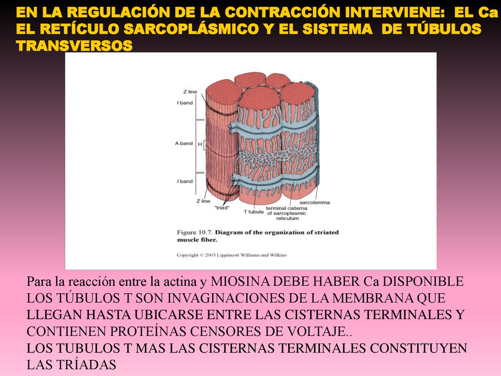 EN LA REGULACIÓN DE LA CONTRACCIÓN INTERVIENE: EL Ca EL RETÍCULO SARCOPLÁSMICO Y EL SISTEMA DE TÚBULOS TRANSVERSOS