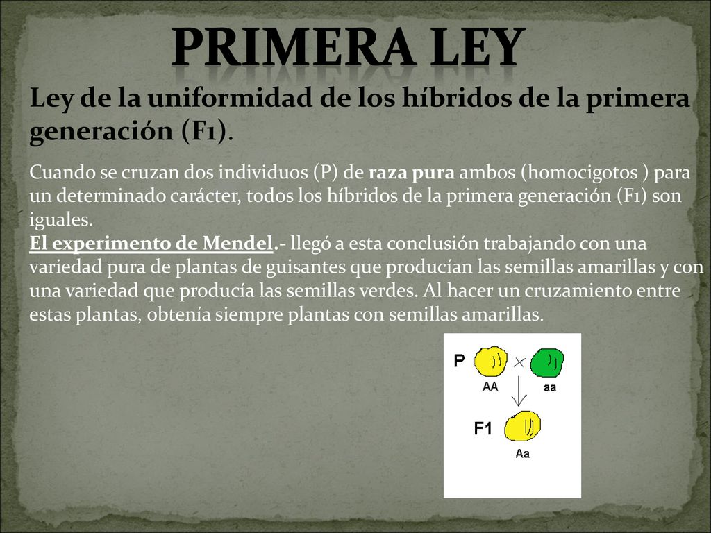 PRIMERA LEY Ley de la uniformidad de los híbridos de la primera generación (F1).