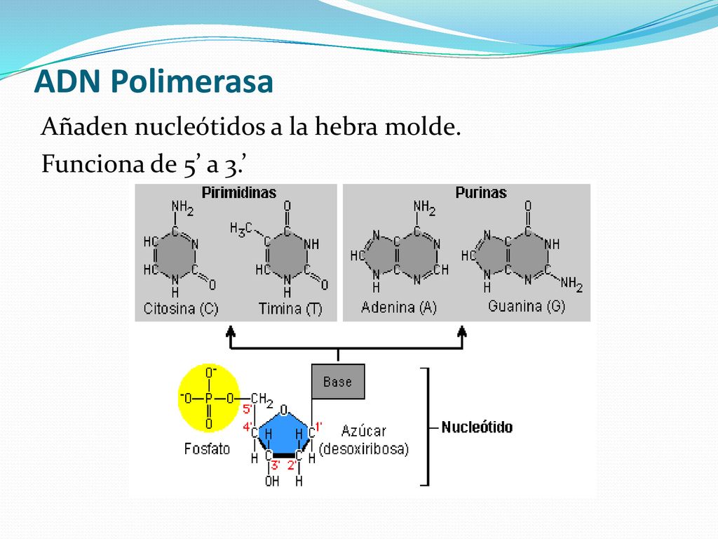ADN Polimerasa Añaden nucleótidos a la hebra molde. Funciona de 5’ a 3.’