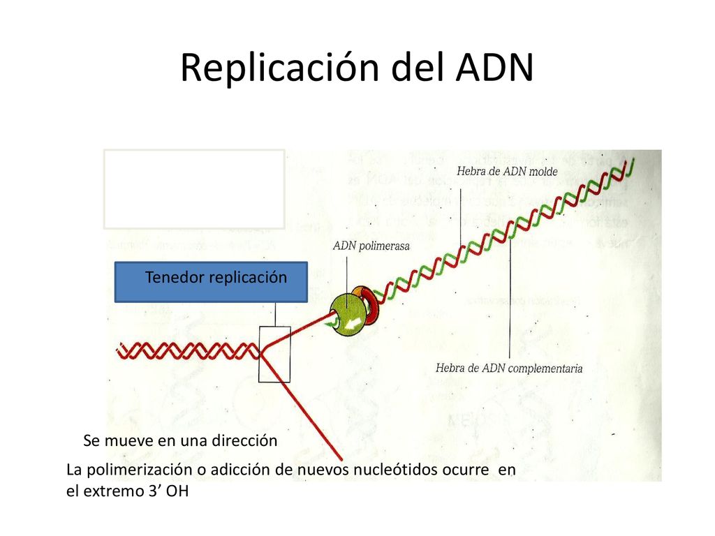 Replicación del ADN Tenedor replicación Se mueve en una dirección