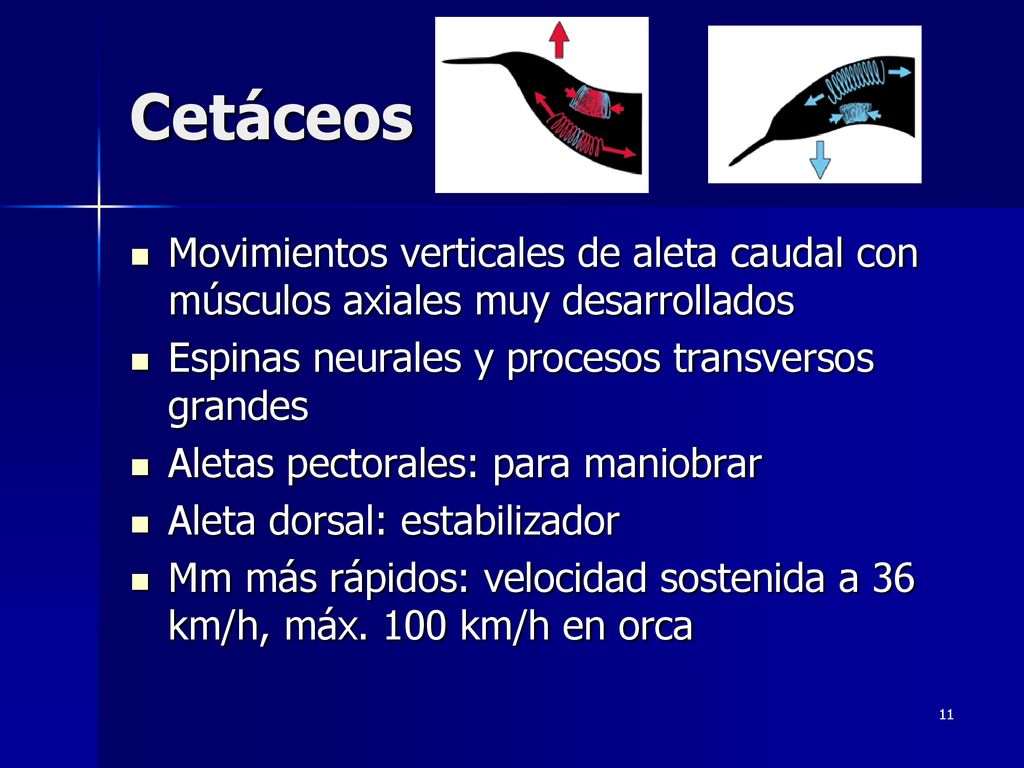 Cetáceos Movimientos verticales de aleta caudal con músculos axiales muy desarrollados. Espinas neurales y procesos transversos grandes.