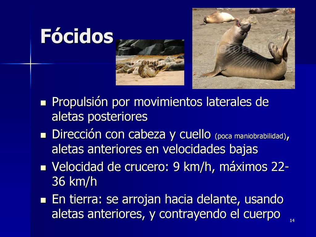 Fócidos Propulsión por movimientos laterales de aletas posteriores