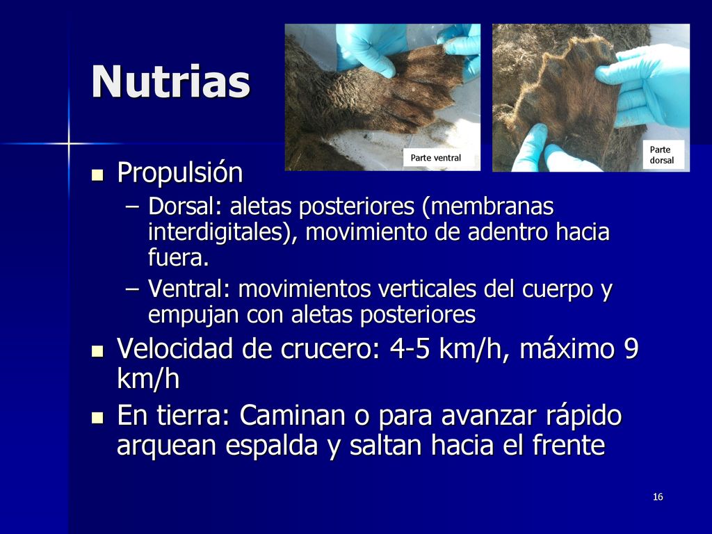 Nutrias Propulsión Velocidad de crucero: 4-5 km/h, máximo 9 km/h