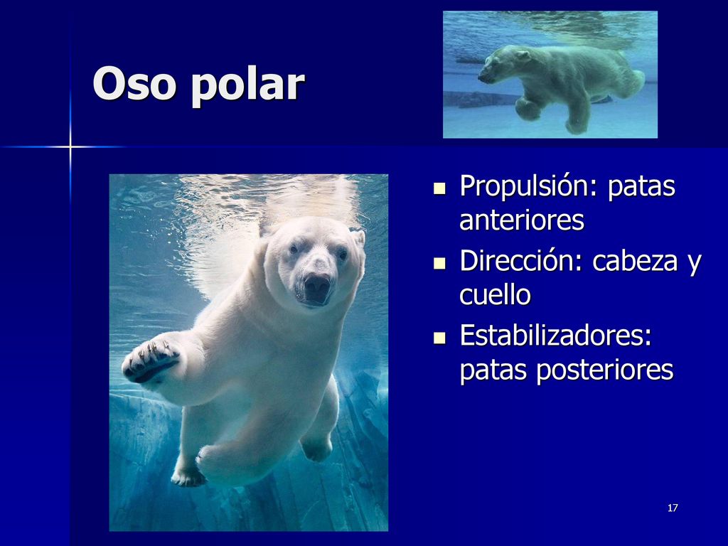 Oso polar Propulsión: patas anteriores Dirección: cabeza y cuello
