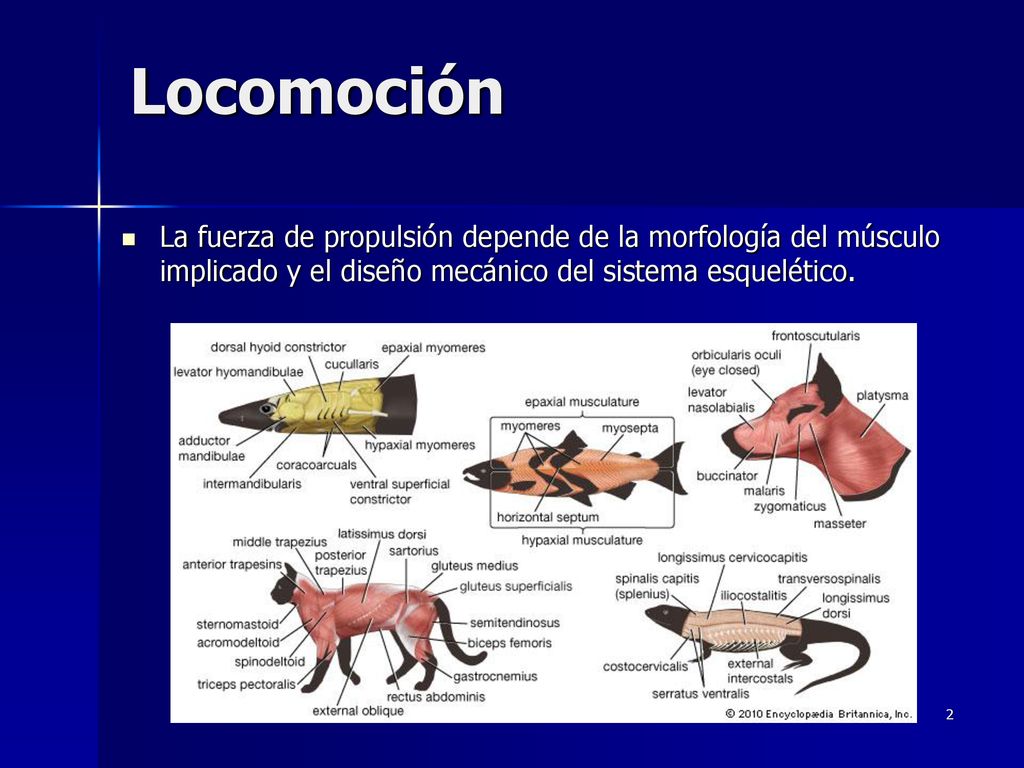Locomoción La fuerza de propulsión depende de la morfología del músculo implicado y el diseño mecánico del sistema esquelético.