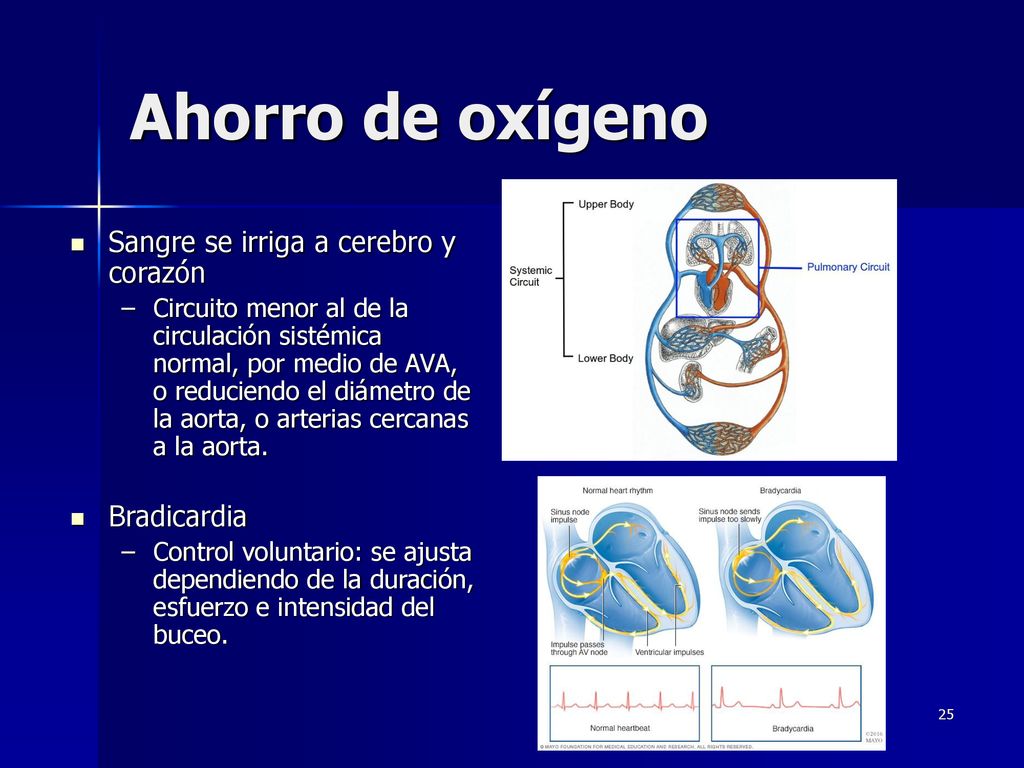 Ahorro de oxígeno Sangre se irriga a cerebro y corazón Bradicardia