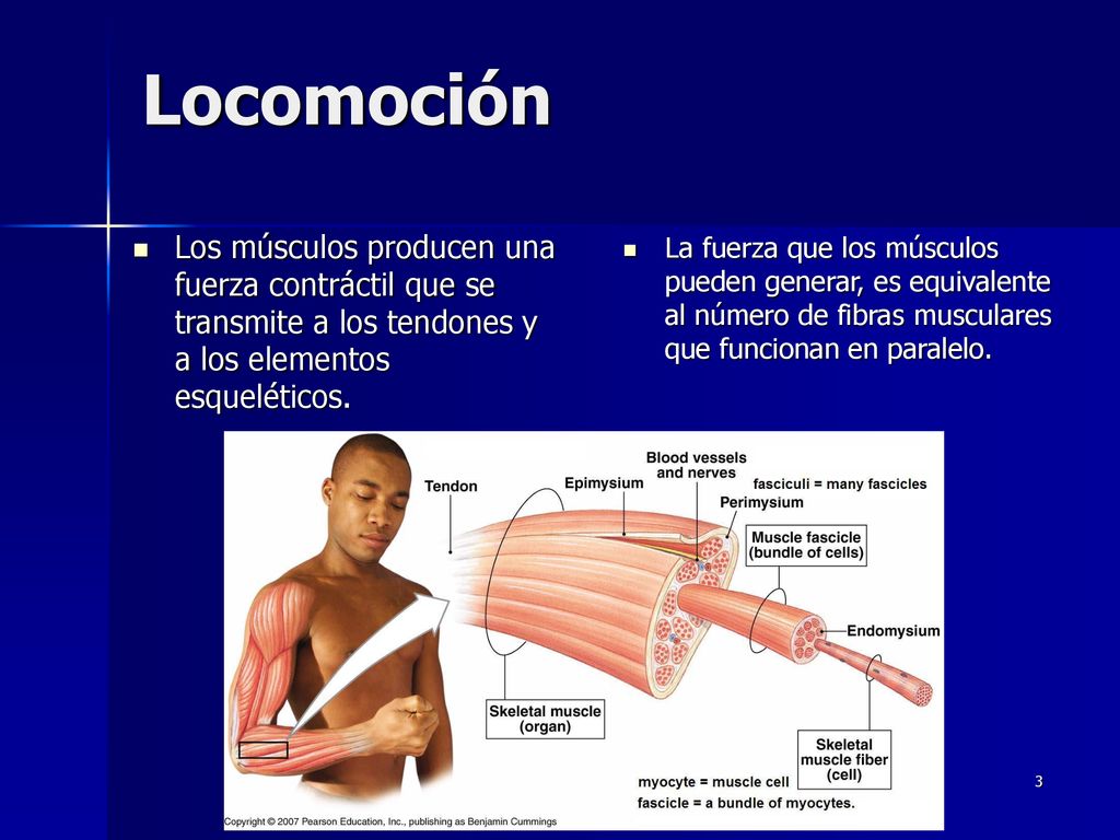 Locomoción Los músculos producen una fuerza contráctil que se transmite a los tendones y a los elementos esqueléticos.
