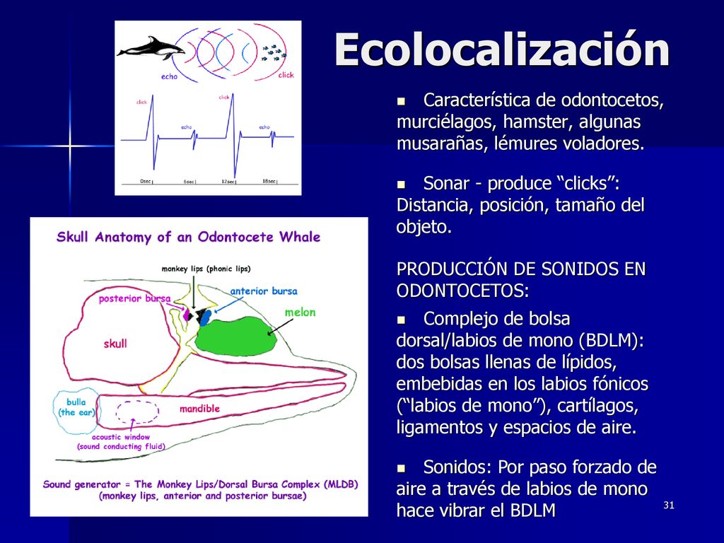 Ecolocalización Característica de odontocetos, murciélagos, hamster, algunas musarañas, lémures voladores.