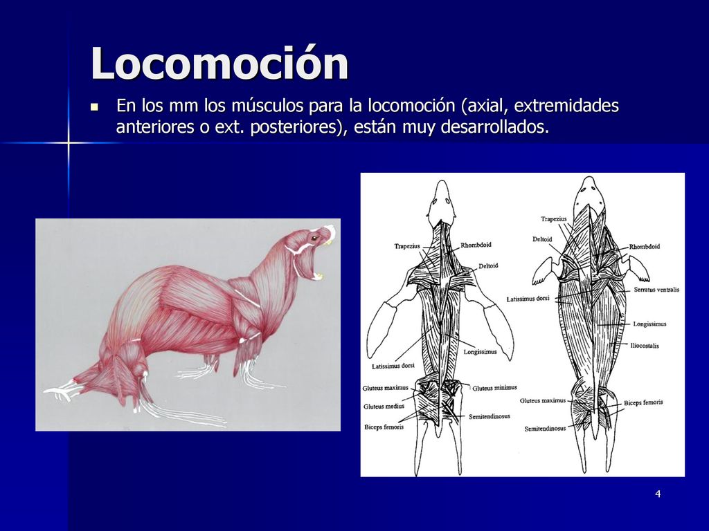 Locomoción En los mm los músculos para la locomoción (axial, extremidades anteriores o ext.