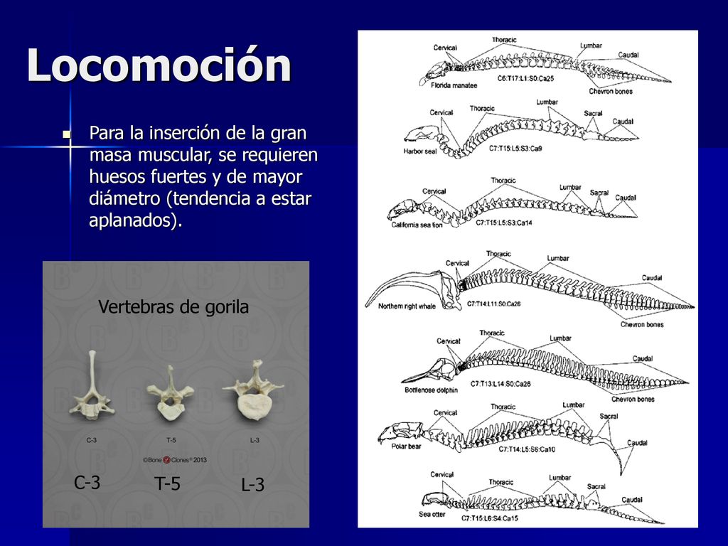 Locomoción Para la inserción de la gran masa muscular, se requieren huesos fuertes y de mayor diámetro (tendencia a estar aplanados).