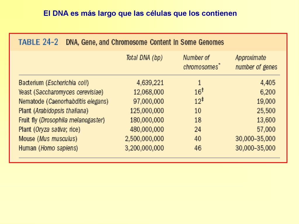 El DNA es más largo que las células que los contienen