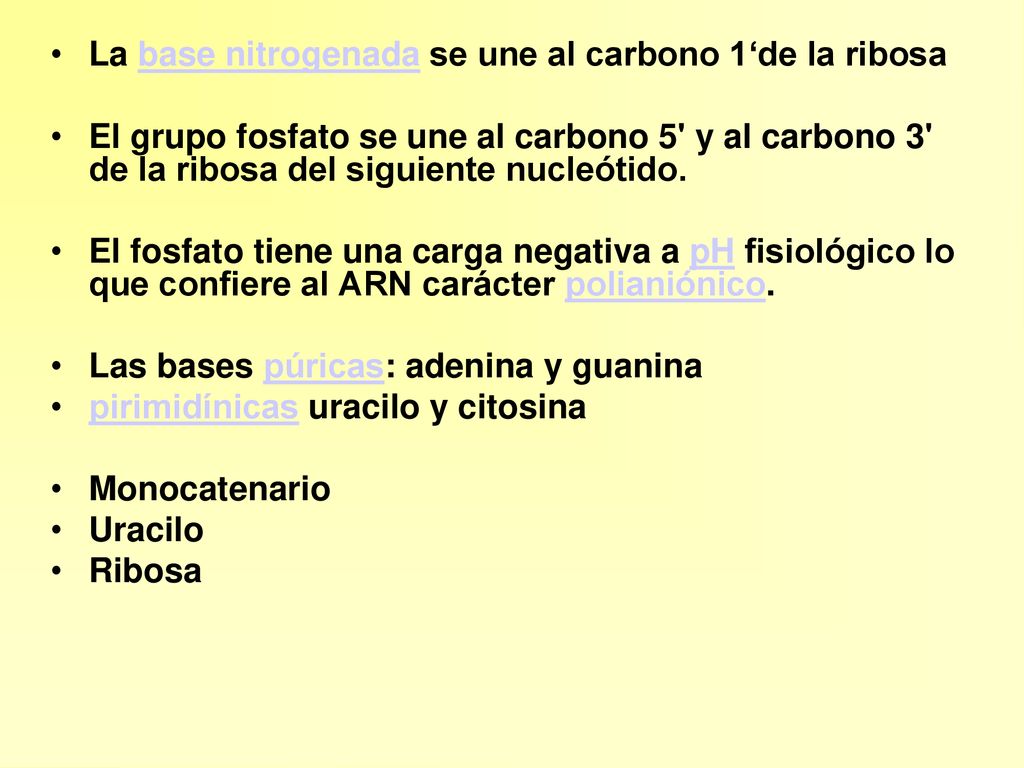 La base nitrogenada se une al carbono 1‘de la ribosa