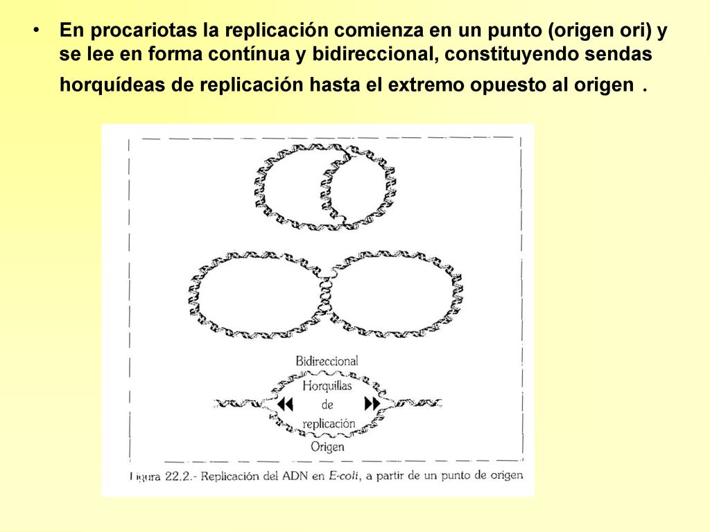 En procariotas la replicación comienza en un punto (origen ori) y se lee en forma contínua y bidireccional, constituyendo sendas horquídeas de replicación hasta el extremo opuesto al origen .