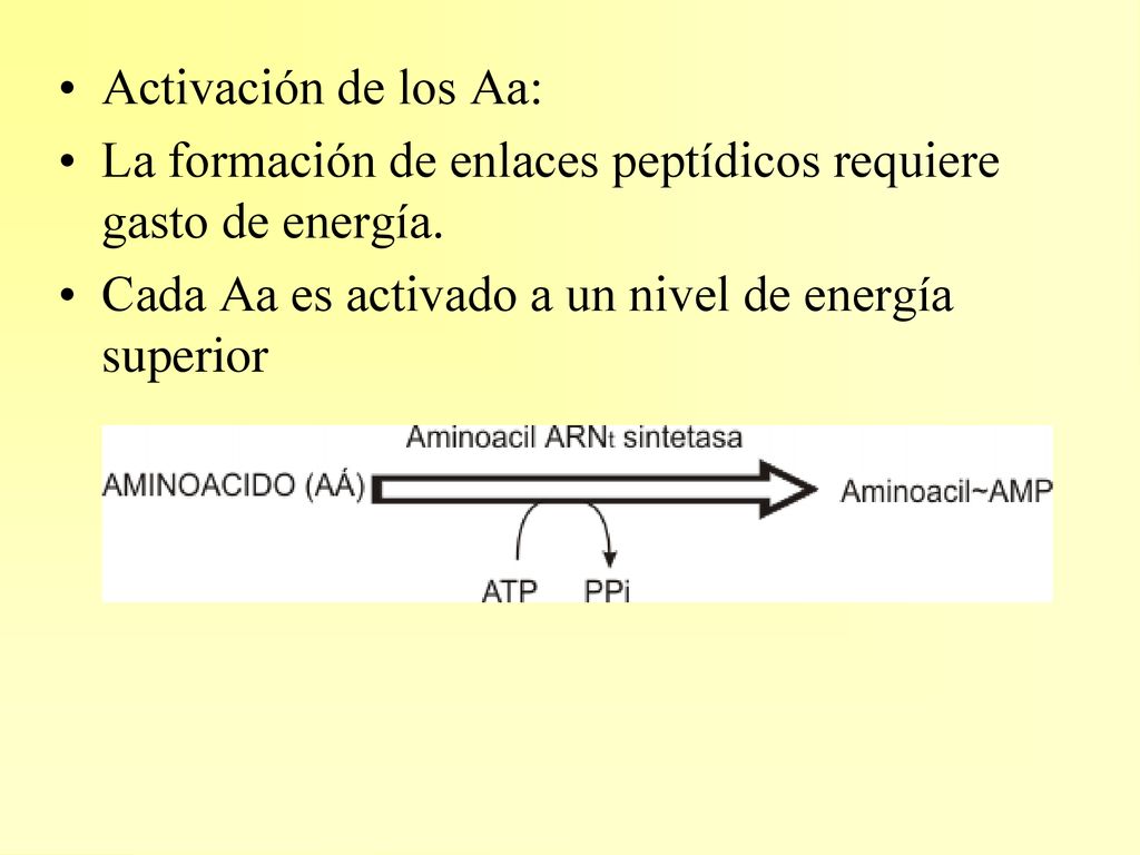 Activación de los Aa: La formación de enlaces peptídicos requiere gasto de energía.