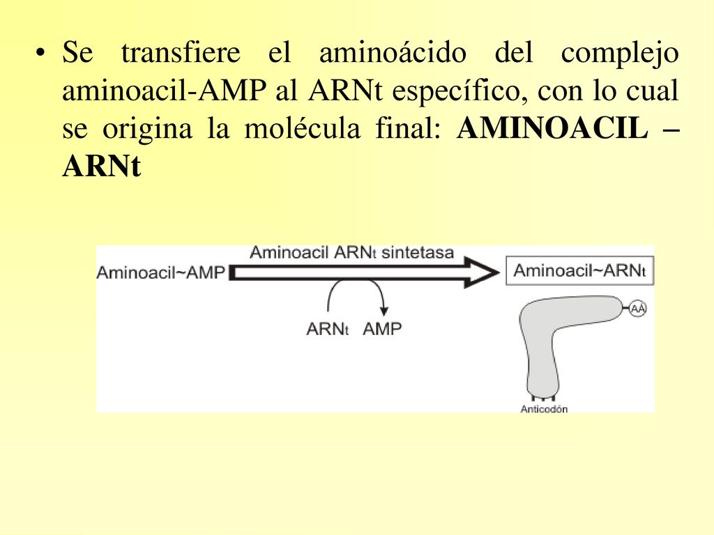 Se transfiere el aminoácido del complejo aminoacil-AMP al ARNt específico, con lo cual se origina la molécula final: AMINOACIL –ARNt