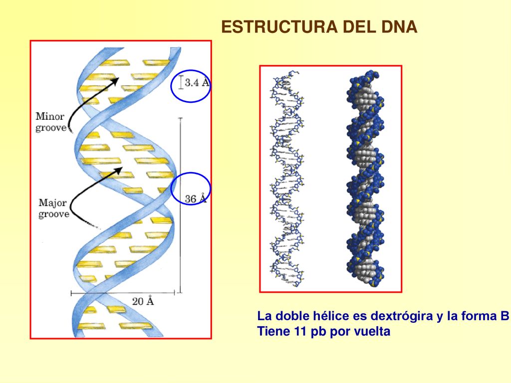 ESTRUCTURA DEL DNA La doble hélice es dextrógira y la forma B