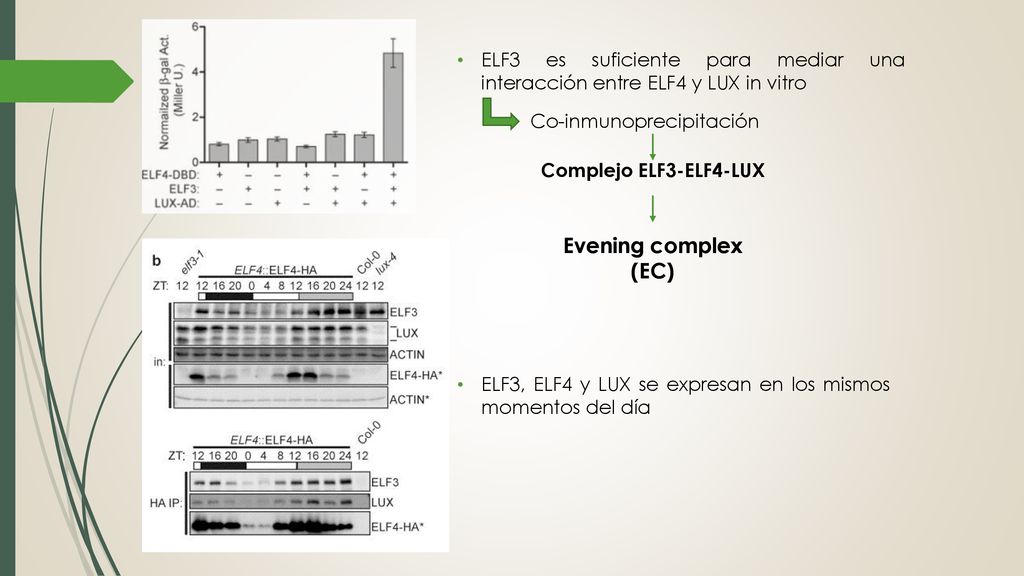 ELF3 es suficiente para mediar una interacción entre ELF4 y LUX in vitro