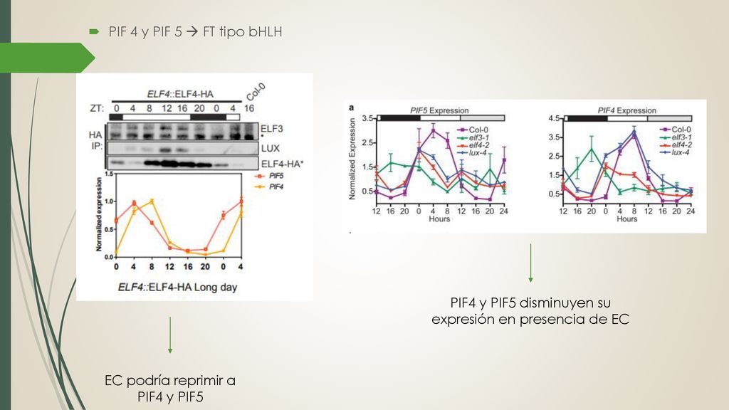 PIF4 y PIF5 disminuyen su expresión en presencia de EC