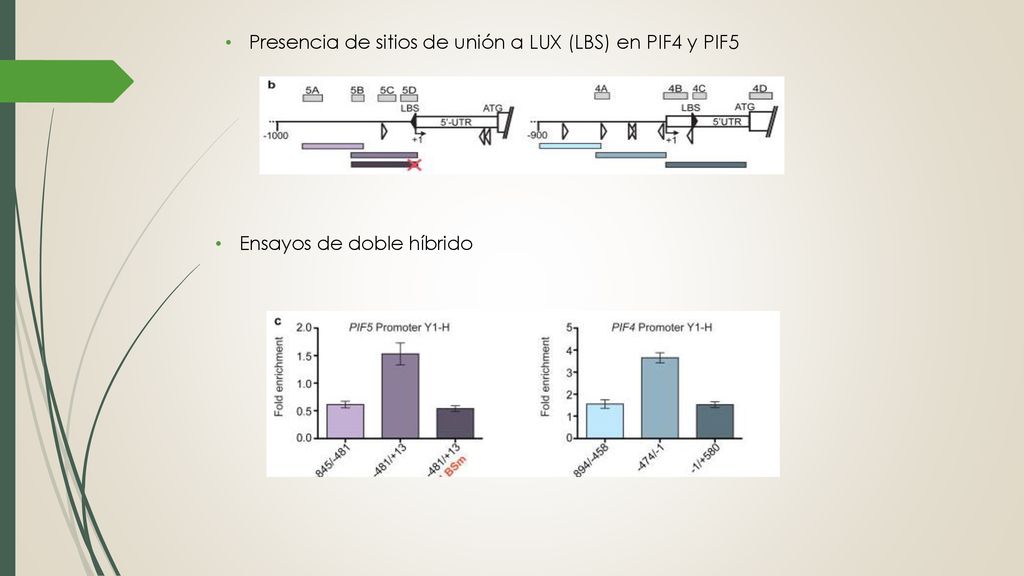 Presencia de sitios de unión a LUX (LBS) en PIF4 y PIF5
