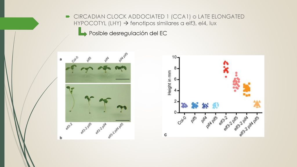 CIRCADIAN CLOCK ADDOCIATED 1 (CCA1) o LATE ELONGATED HYPOCOTYL (LHY)  fenotipos similares a elf3, el4, lux