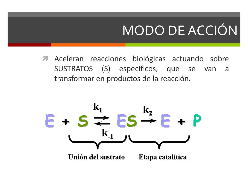 MODO DE ACCIÓN Aceleran reacciones biológicas actuando sobre SUSTRATOS (S) específicos, que se van a transformar en productos de la reacción.