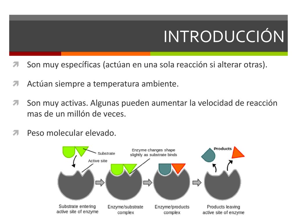 INTRODUCCIÓN Son muy específicas (actúan en una sola reacción si alterar otras). Actúan siempre a temperatura ambiente.