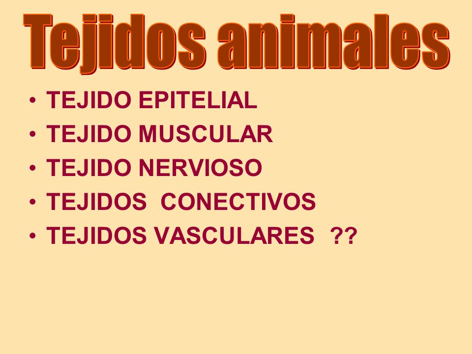 Tejidos animales TEJIDO EPITELIAL. TEJIDO MUSCULAR.