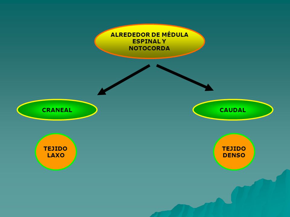 ALREDEDOR DE MÉDULA ESPINAL Y NOTOCORDA CRANEAL CAUDAL TEJIDO LAXO TEJIDO DENSO