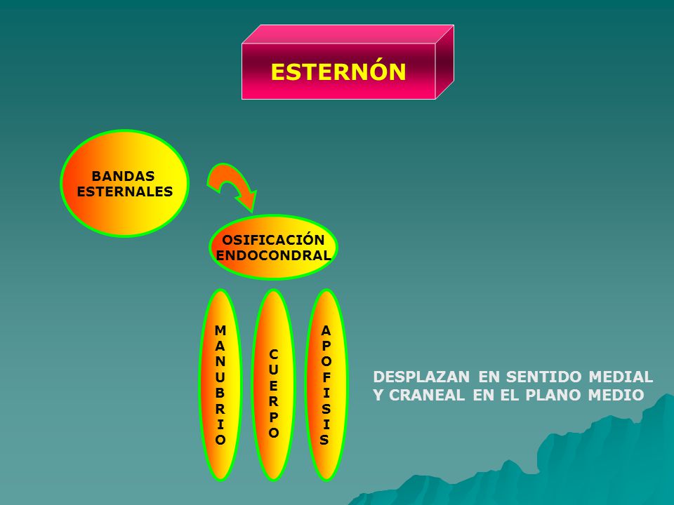 ESTERNÓN DESPLAZAN EN SENTIDO MEDIAL Y CRANEAL EN EL PLANO MEDIO