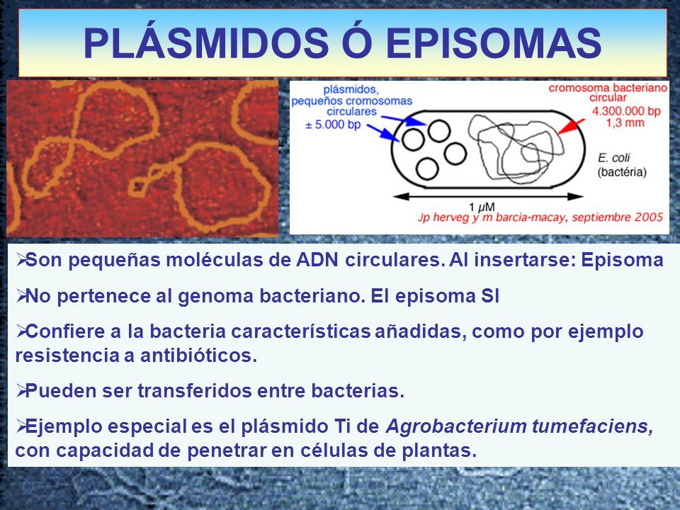 PLÁSMIDOS Ó EPISOMAS Son pequeñas moléculas de ADN circulares. Al insertarse: Episoma. No pertenece al genoma bacteriano. El episoma SI.