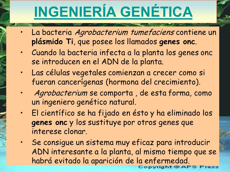 INGENIERÍA GENÉTICA La bacteria Agrobacterium tumefaciens contiene un plásmido Ti, que posee los llamados genes onc.