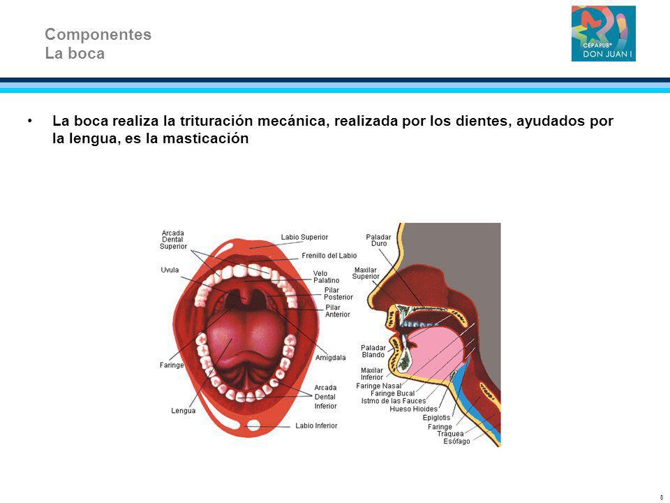 Componentes La boca. La boca realiza la trituración mecánica, realizada por los dientes, ayudados por la lengua, es la masticación.