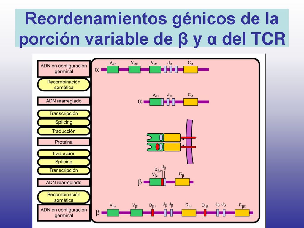 Reordenamientos génicos de la porción variable de β y α del TCR