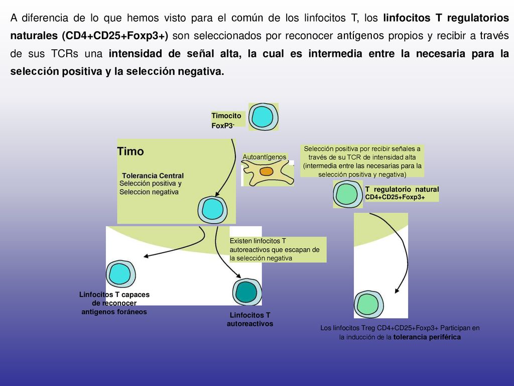 A diferencia de lo que hemos visto para el común de los linfocitos T, los linfocitos T regulatorios naturales (CD4+CD25+Foxp3+) son seleccionados por reconocer antígenos propios y recibir a través de sus TCRs una intensidad de señal alta, la cual es intermedia entre la necesaria para la selección positiva y la selección negativa.