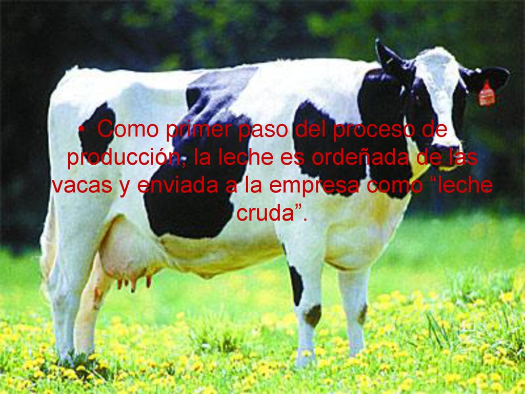 Como primer paso del proceso de producción, la leche es ordeñada de las vacas y enviada a la empresa como leche cruda .