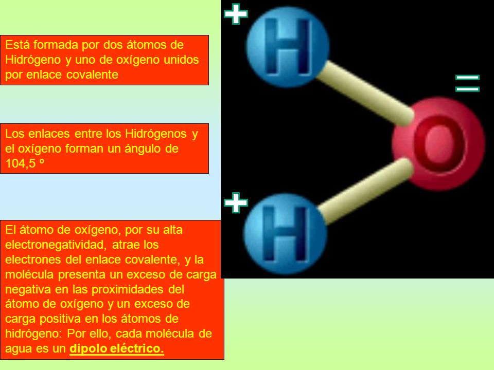 Está formada por dos átomos de Hidrógeno y uno de oxígeno unidos por enlace covalente