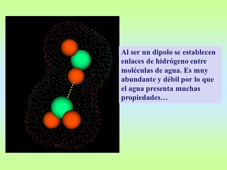 Al ser un dipolo se establecen enlaces de hidrógeno entre moléculas de agua.