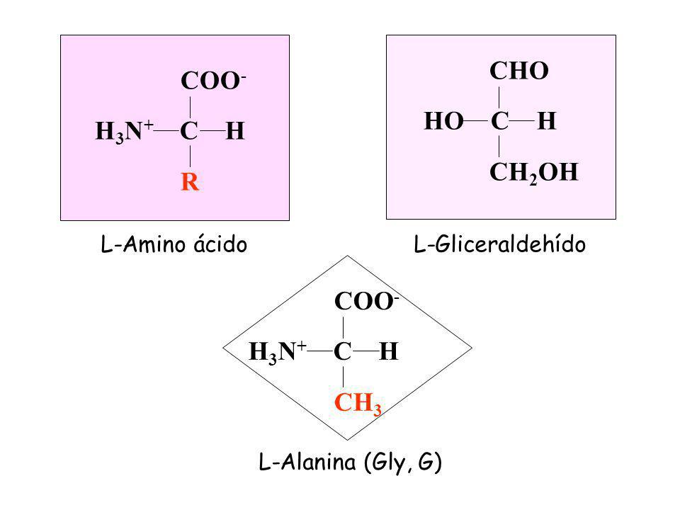 CHO COO- HO C H H3N+ C H CH2OH R COO- H3N+ C H CH3 L-Amino ácido