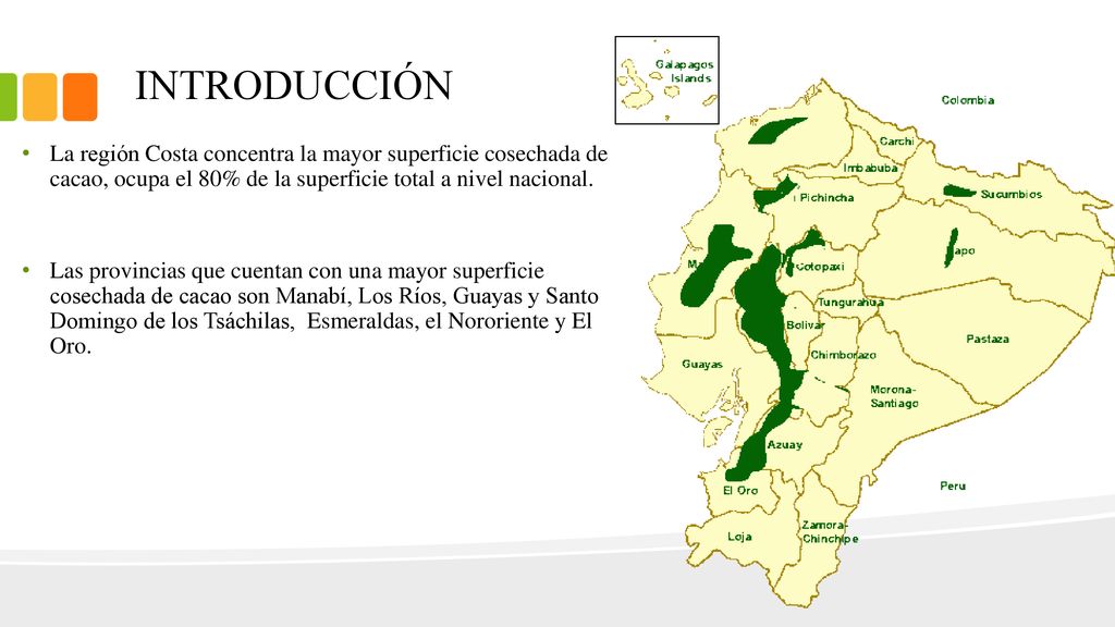 INTRODUCCIÓN La región Costa concentra la mayor superficie cosechada de cacao, ocupa el 80% de la superficie total a nivel nacional.