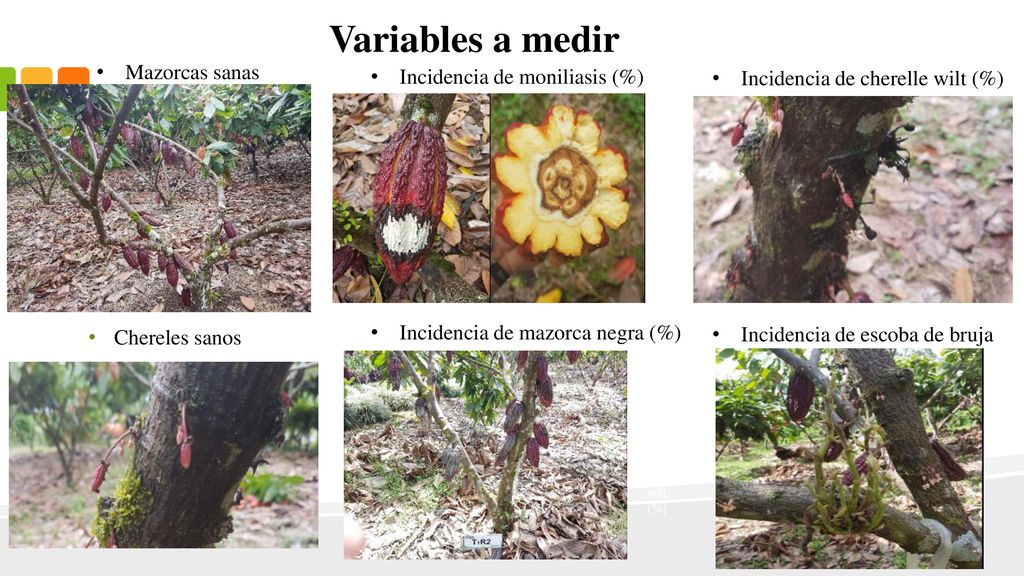 Variables a medir Mazorcas sanas Incidencia de moniliasis (%)