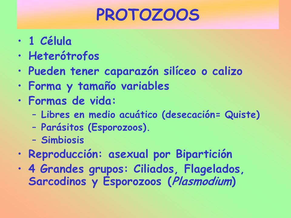 PROTOZOOS 1 Célula Heterótrofos
