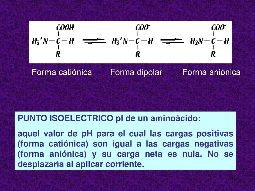 Forma catiónica Forma dipolar. Forma aniónica. PUNTO ISOELECTRICO pI de un aminoácido: